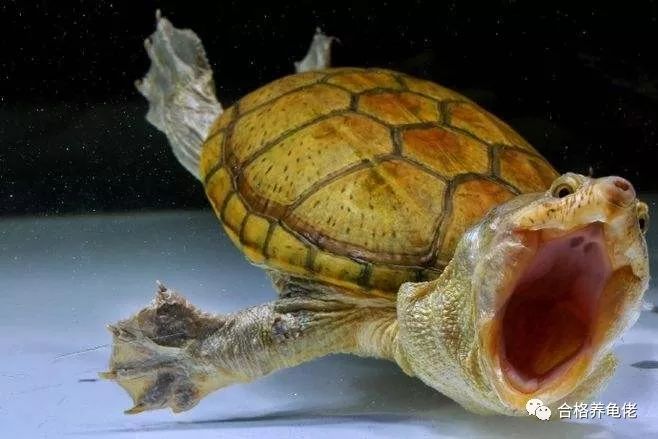 养龟入门级养什么龟好,养龟新手应该选什么龟好