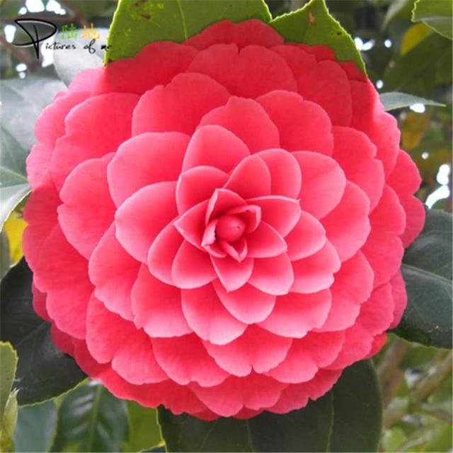 茶花怎么养花才能开得又大又好看,喜欢养花就养这6种香草植物