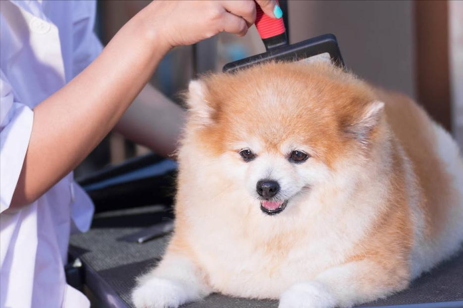 博美犬掉毛严重怎么治,博美犬真菌感染掉毛怎么治