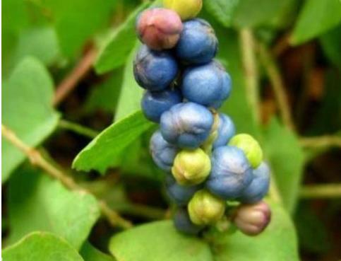 整合——28种青草药,赶快收藏备用!