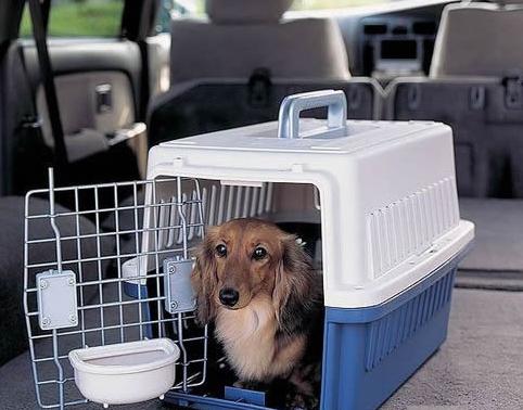 托运宠物需要办理哪些手续？这里有一套详细的宠物托运攻略