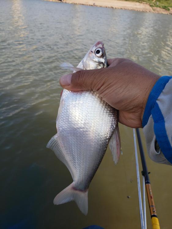 金迦潘钓杆,金迦潘求败渔具好用吗