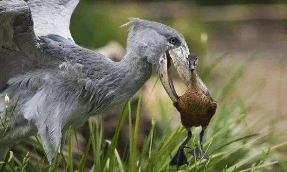 鲸头鹳看上去呆傻又蠢萌,实际上它连鳄鱼都吃,龟壳都能消化掉