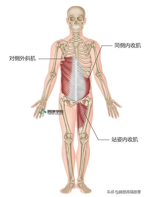 骶髂关节疼痛一招解决,缓解骶髂关节疼痛的六个训练动作