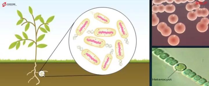 微生物降解塑料,生物塑料可以被微生物降解吗