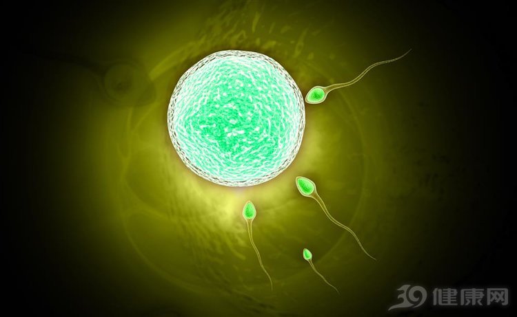 精子与卵子碰面要多久,精子与卵子结合需要游多远