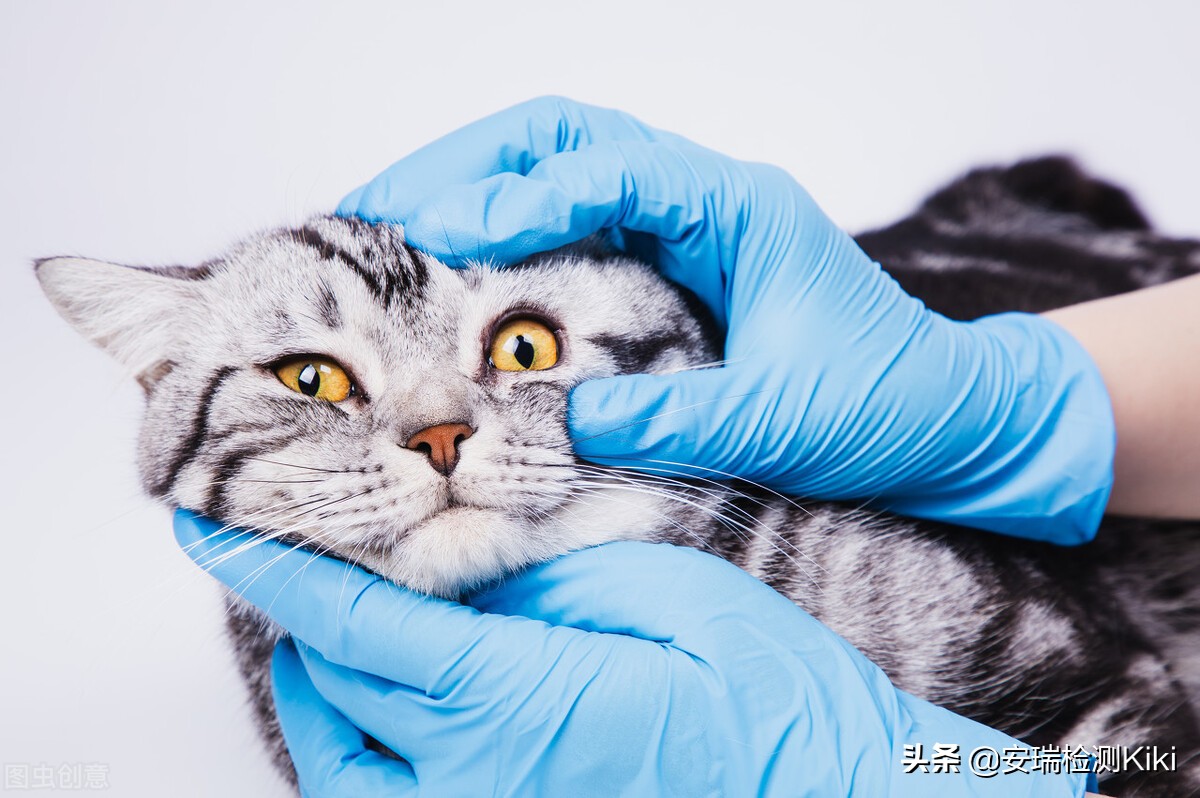 一次性手套检测报告,一次性手套气密性检测仪