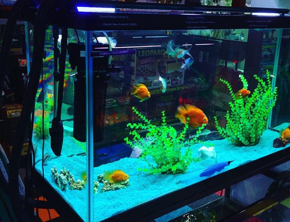 观赏鱼亚硝酸盐多久能降下来,亚硝酸盐和观赏鱼中毒的症状