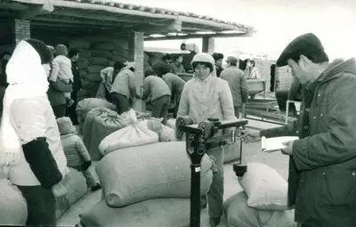 还记得当年缴公粮的场景吗,谁还记得当年交公粮的场景