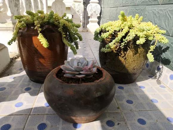 变废为宝可乐花盆手工制作幼儿园,变废为宝的创意花盆自己手工制作