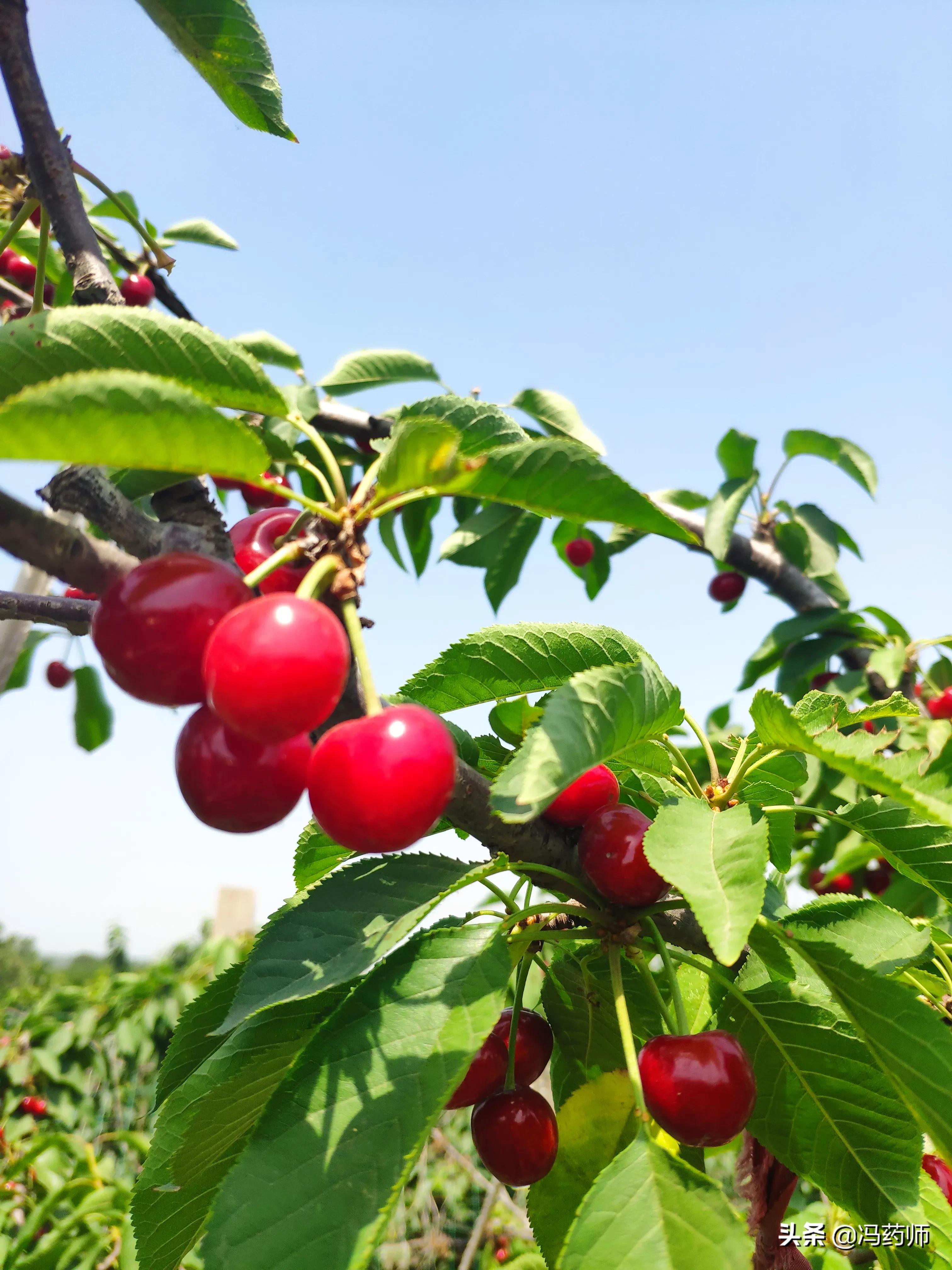 打鼾用药,打鼾的中药配方