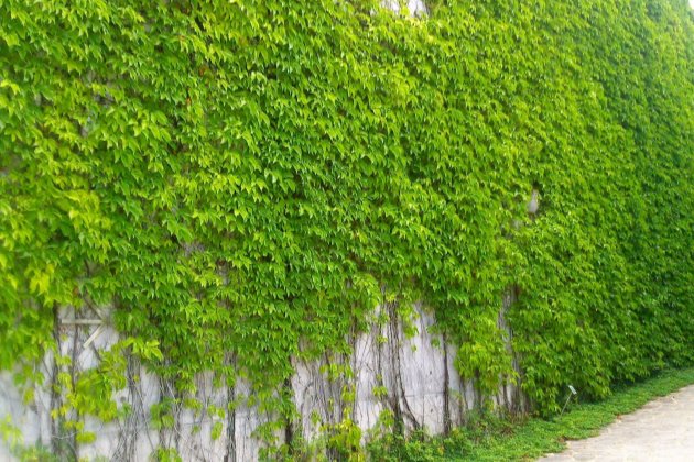 爬山虎啥时候才能爬满整个墙壁,养爬山虎的小技巧