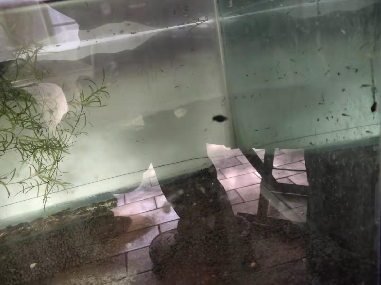 刚孵化出来的金鱼苗多久能喂食,刚出生的金鱼怎么喂小鱼虫