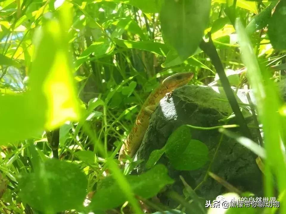 丛林造景黄缘龟池设计图大全,龟宝宝黄缘龟生态缸造景教程