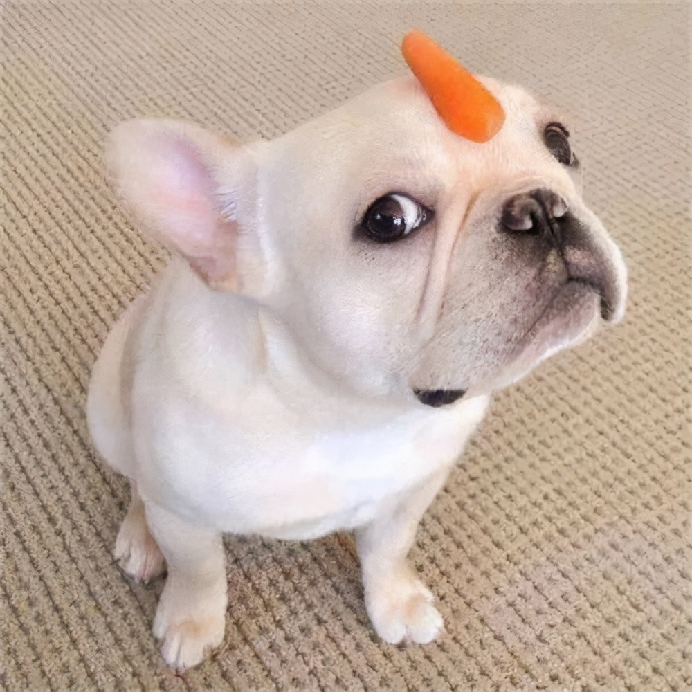 狗狗呕吐的原因及处理方法,狗狗呕吐的6种颜色