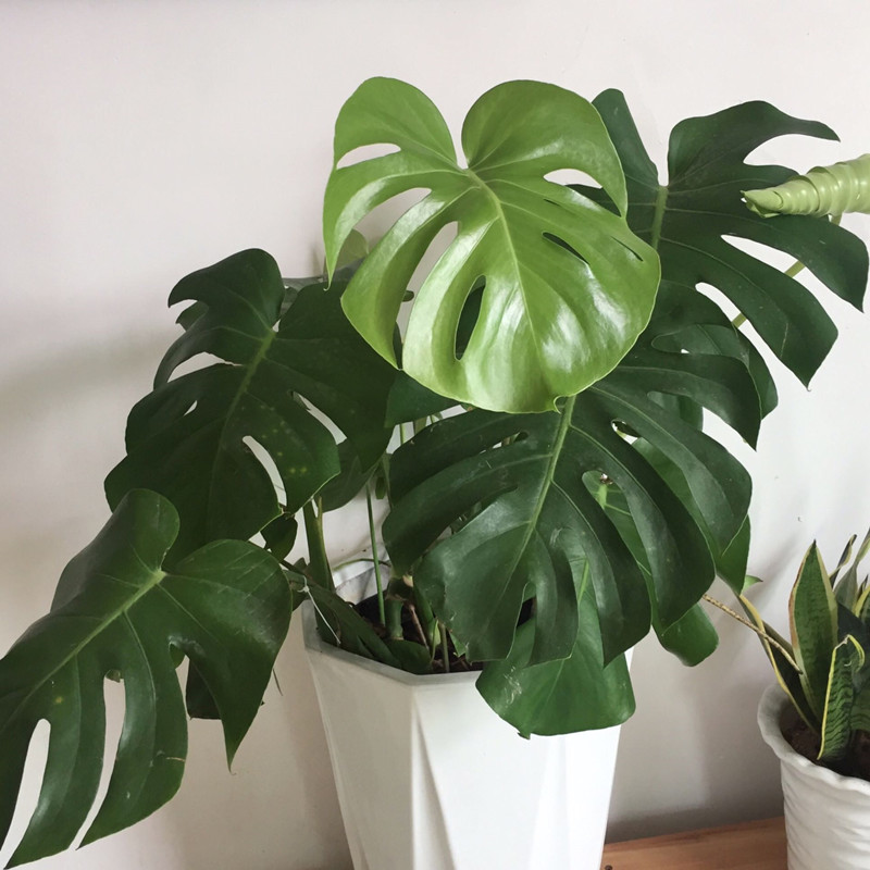 龟背竹叶片发黄原因及解决方法,龟背竹叶片发黄了怎么处理