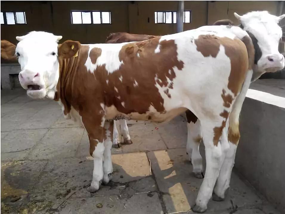 繁育母牛有必要喂预混料吗,怎样提高母牛产仔率