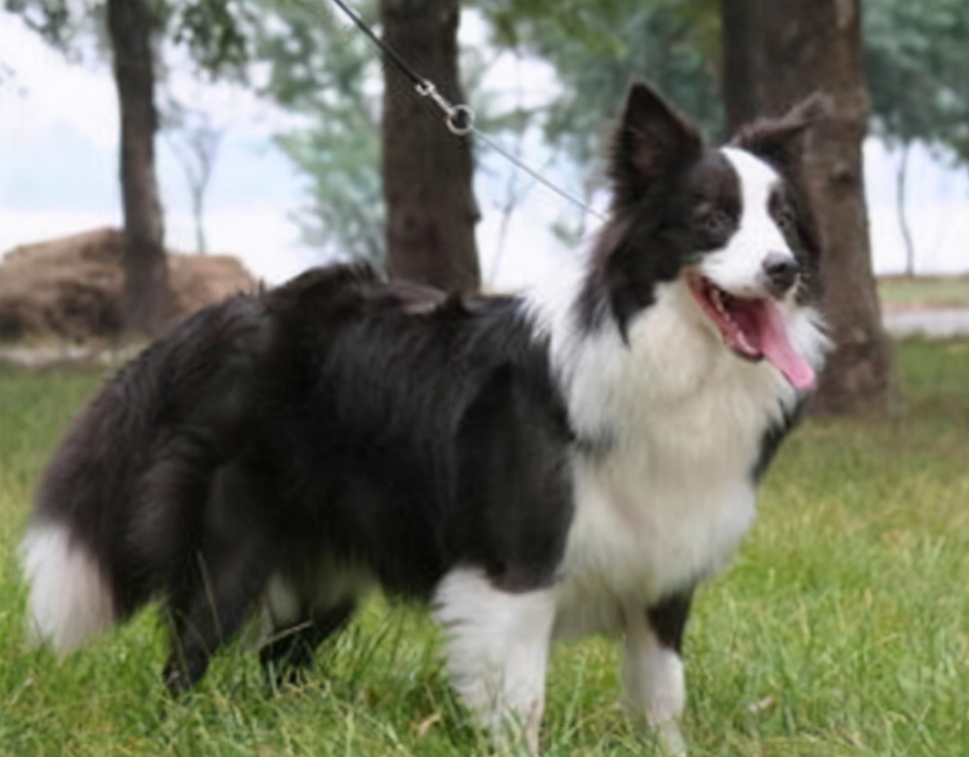 狗狗怀孕60天了还有褐色分泌物,狗狗怀孕40多天饮食方面怎样最好