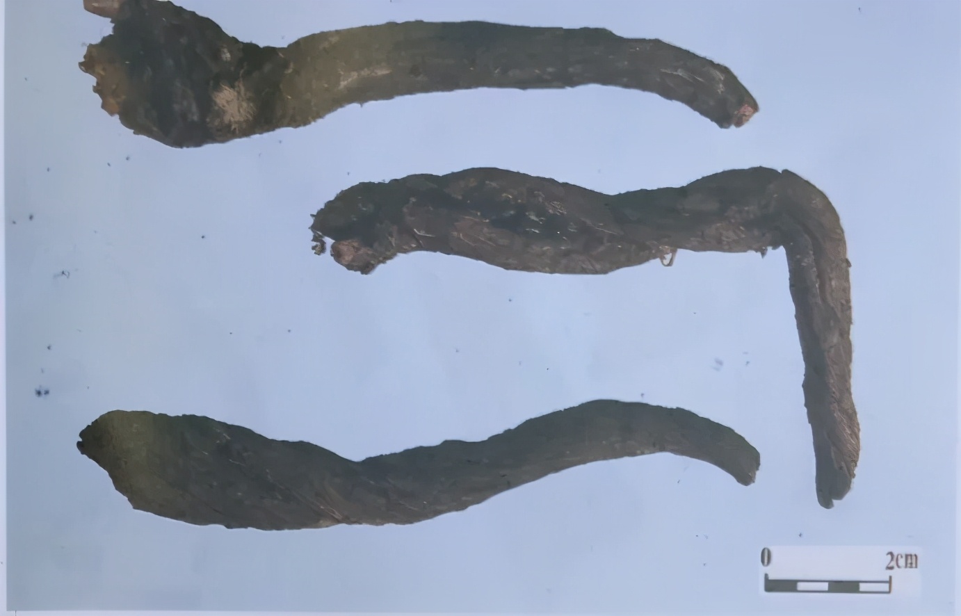 紫草中含哪些有效成分,紫草膏的紫草是什么样子