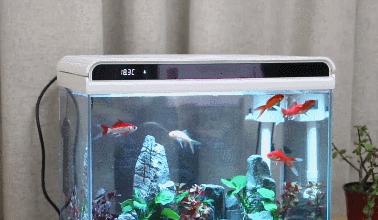 小米超白鱼缸带水草,超白玻璃鱼缸小米