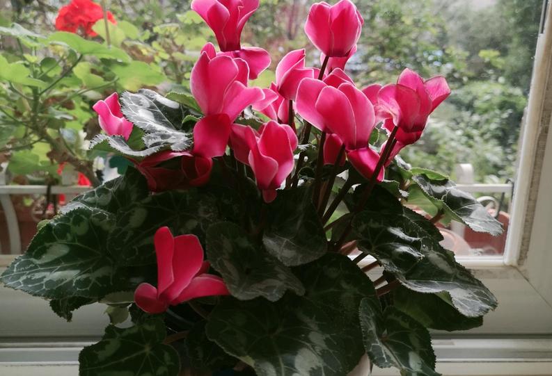 夏天养仙客来怎么养,半年苗仙客来休眠怎么养护