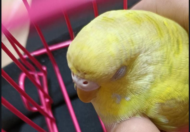 黄桃鹦鹉拉稀带绿,黄桃鹦鹉打蔫拉稀怎么治疗