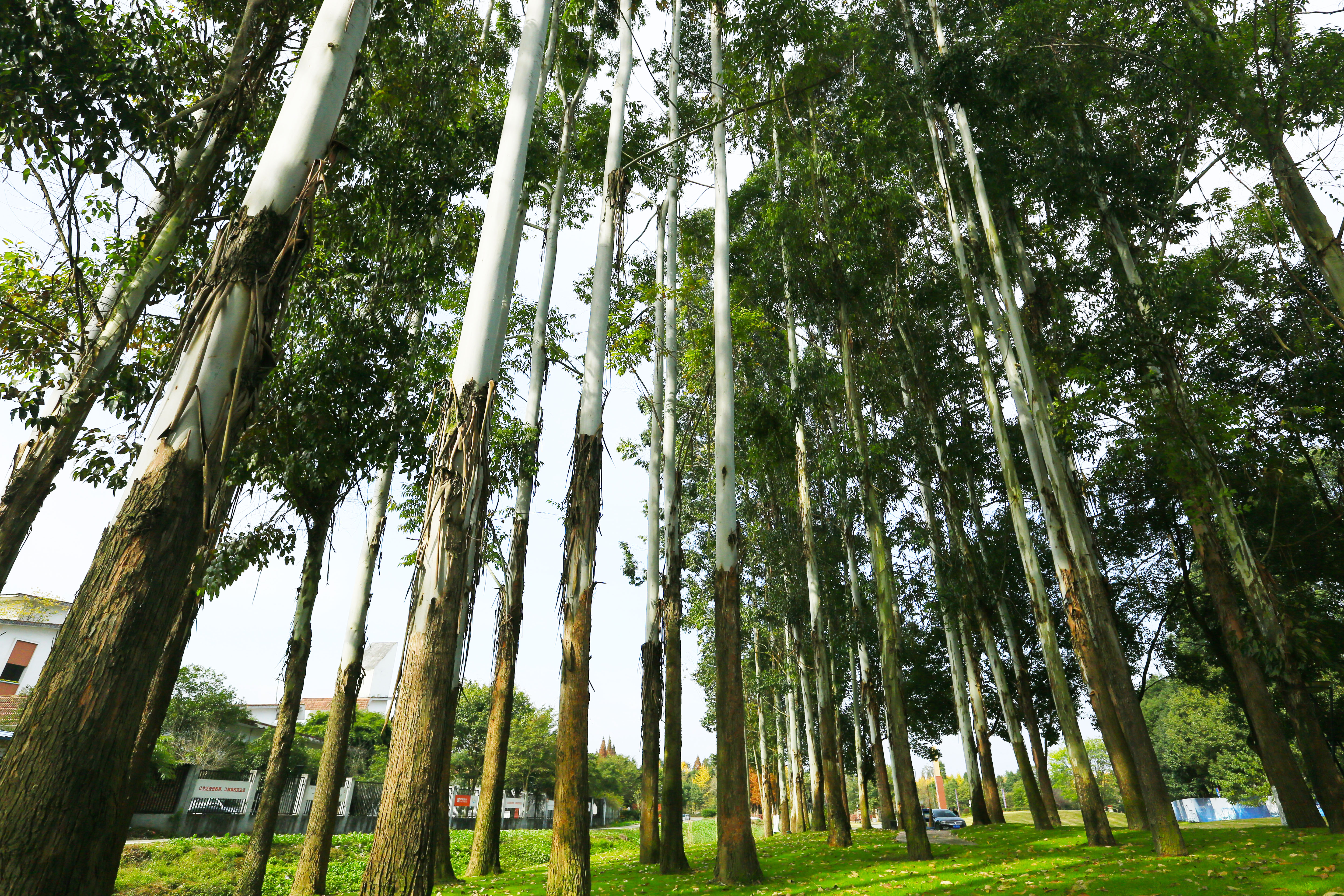 桉树林风景,自然生长的桉树林