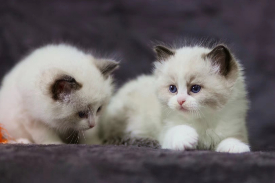 开猫舍店需要准备什么,开猫舍赚钱吗