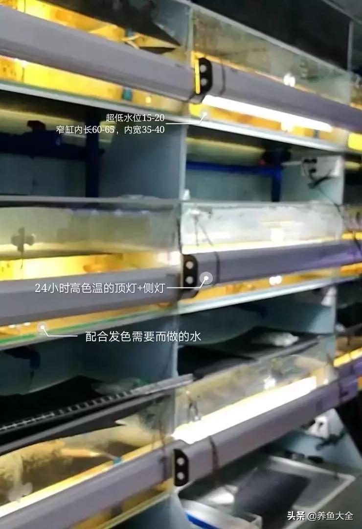 养红龙苗,养红龙如何搭配其他鱼