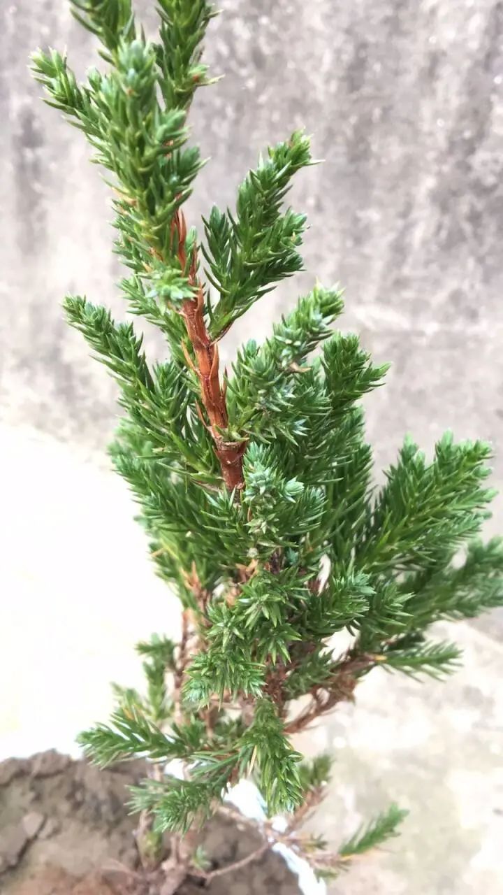 盆景地柏叶片怎么造型,造型盆景怎么养护