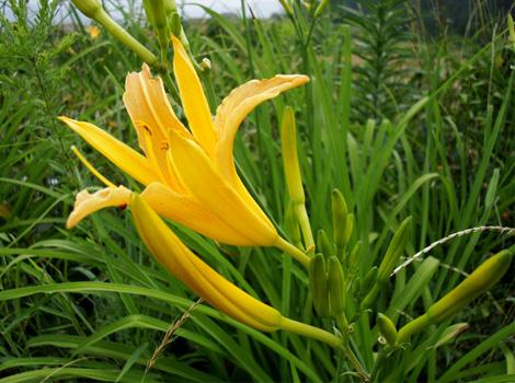 黄花菜发展问题,黄花菜产业技术视频