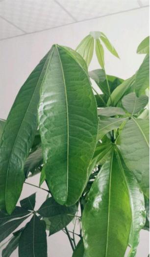 发财树叶子低垂怎么回事,发财树叶子不舒展卷曲怎么办