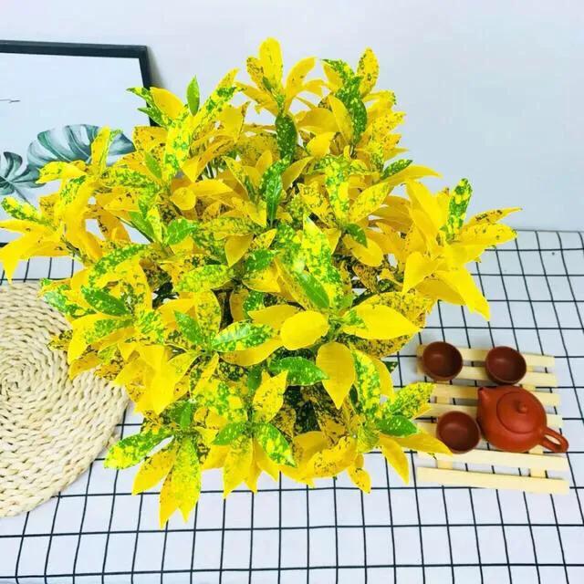 网购的植物好看又好养活的有哪些,网上买什么植物好看好养