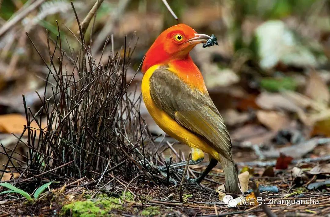 神秘的火焰舞者—火焰辉亭鸟