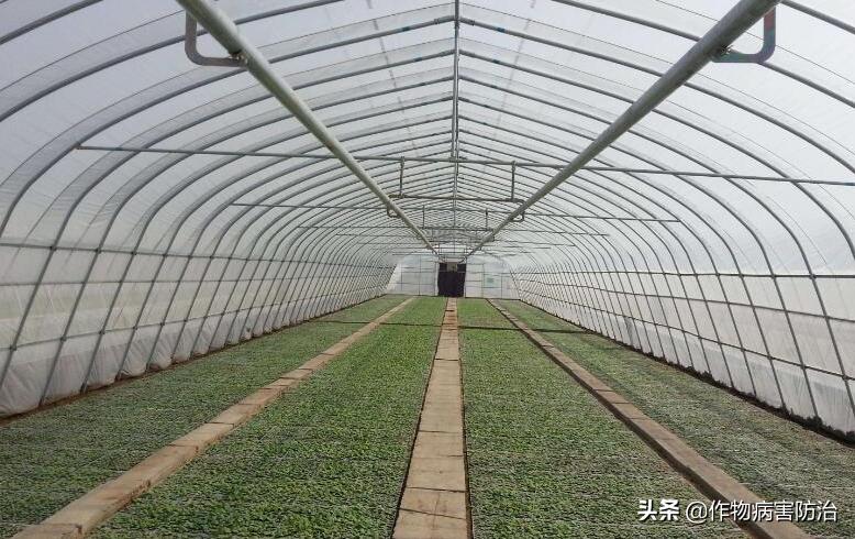 蔬菜大棚湿度解决方法,大棚怎么保证湿度