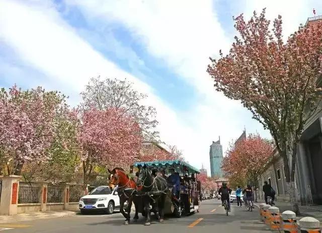 京郊最美的十大花海,京郊这些浪漫花海惊艳初秋的北京