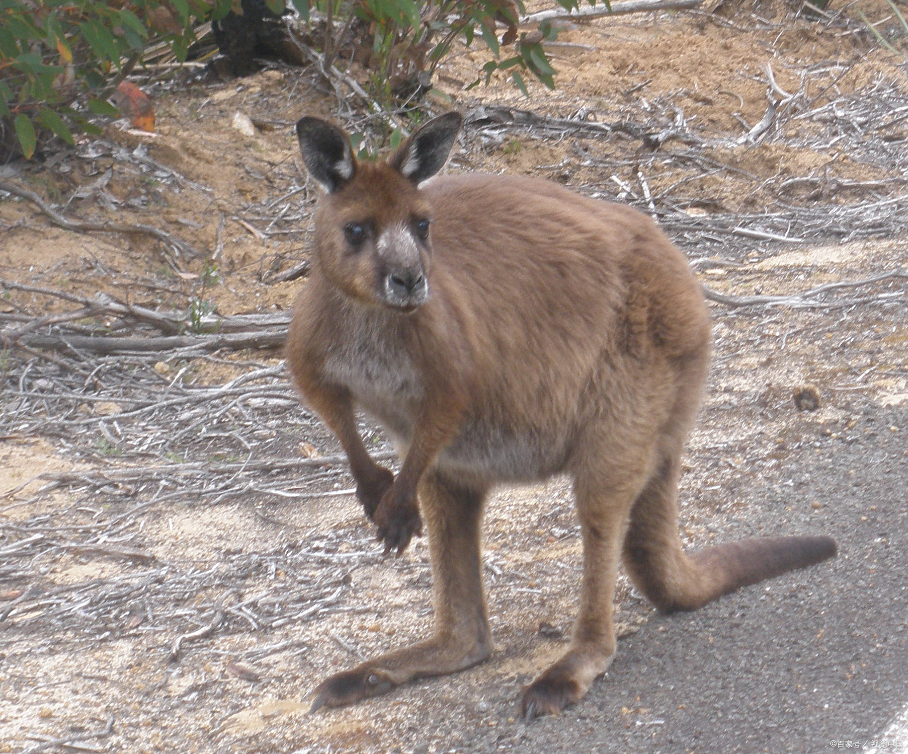 澳大利亚大袋鼠灭绝了吗,袋鼠面临濒临灭绝的危机吗