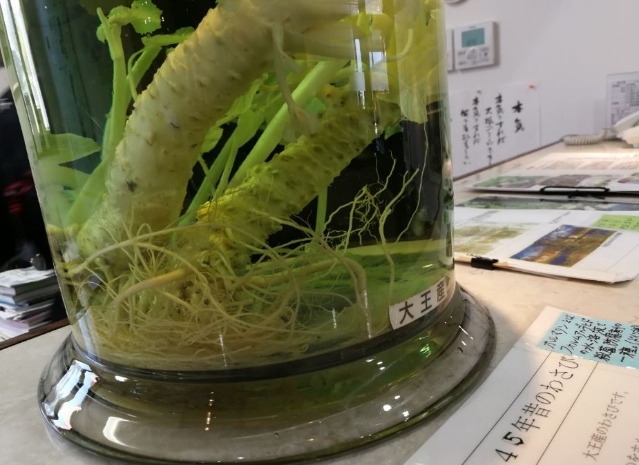 一周狼狈吃了两根山葵的人，终于去了安昙野大王山葵农场