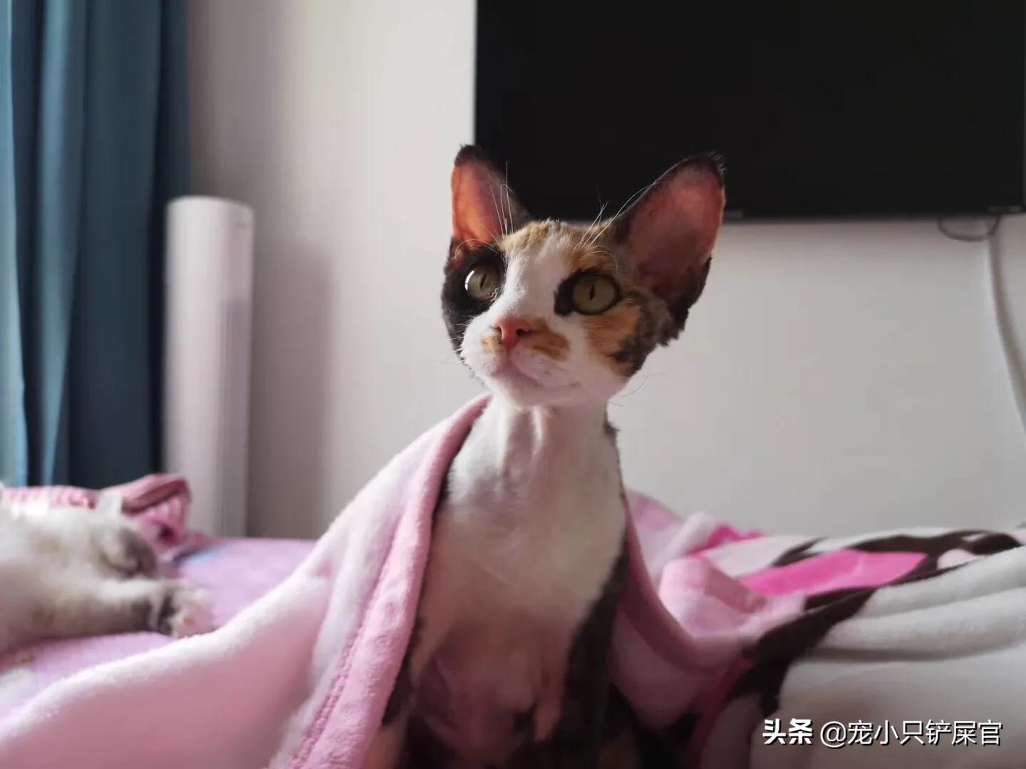猫鼻支与疱疹病毒的区别,如何区分猫鼻支和猫疱疹