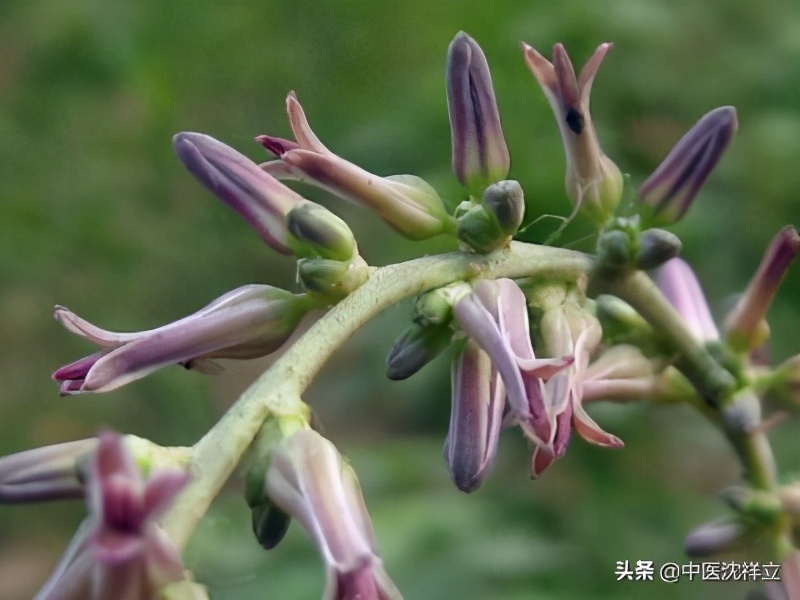 中药漫谈｜知母虽能滋阴润燥，但苦寒之品，只宜实热证，不可误用