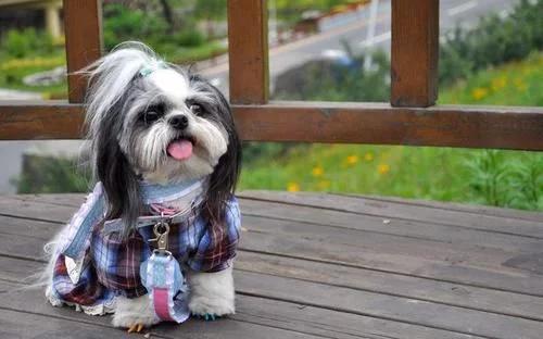 最漂亮的狗狗萨摩耶,最可爱的狗狗排行榜萨摩耶上榜