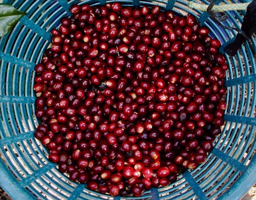 最贵的咖啡猫屎咖啡,世界上最贵的咖啡与最便宜的咖啡