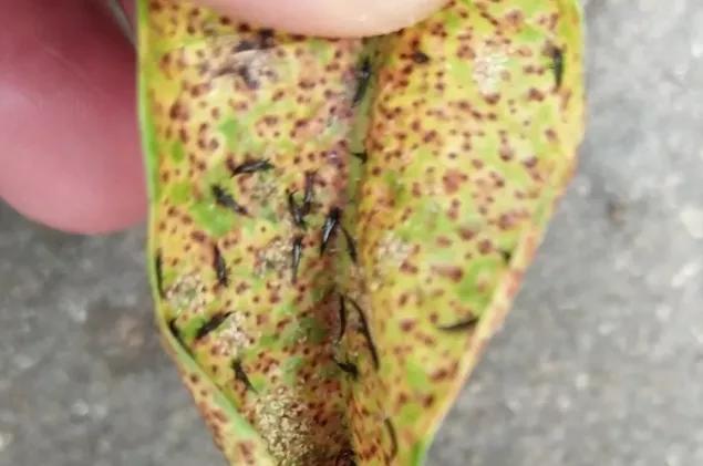 神秘小黑虫,芝麻大小的小黑虫咬人特别痒