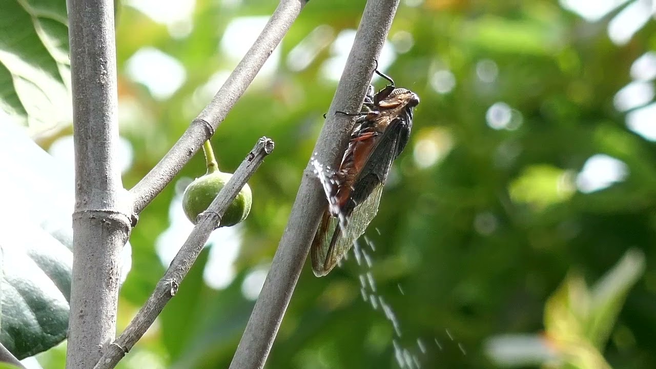 滴落在头上的不一定是雨，还有可能是尿？无毒无害，但不可食用