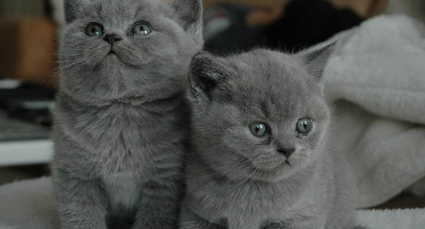 养宠小知识猫咪便秘怎么解决,猫咪会有抑郁情绪吗