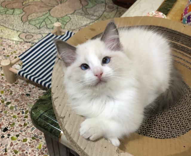 斗鸡眼布偶猫是有缺陷吗,布偶猫斗鸡眼有没有影响