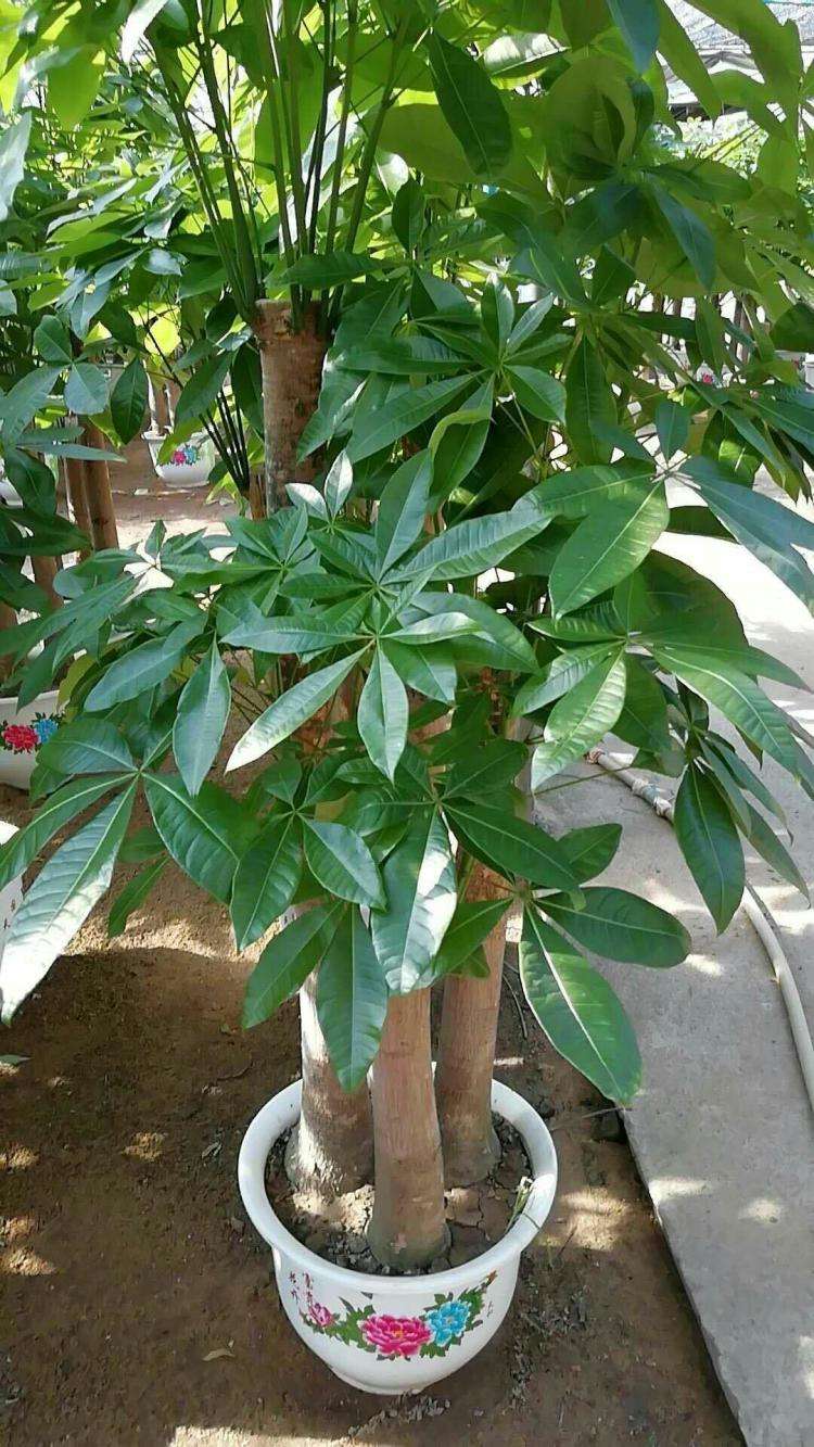 适合放在楼梯角落的植物,适合摆客厅角落的大型植物