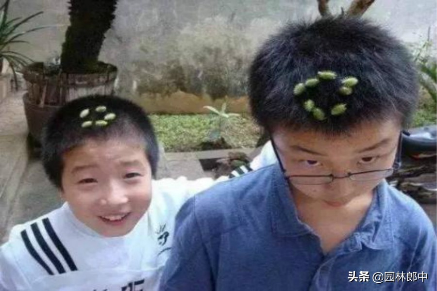 农村这种植物十分少见,农村这些植物你见过吗