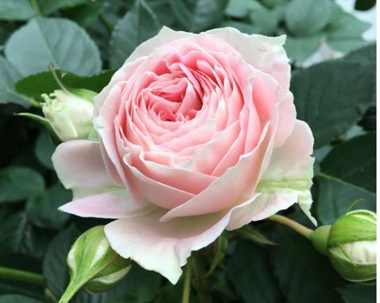 月季图鉴哪本书好,淘宝上最好养的月季品种