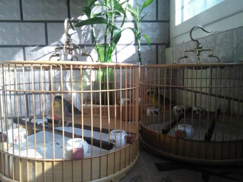 有大三口绝活的黄雀，还有段搞笑的趣史：黄雀的饲养和你想的不同